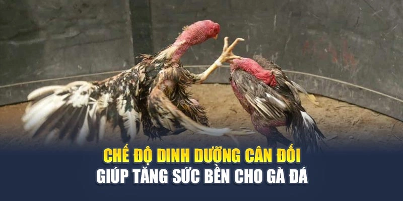 Chế độ dinh dưỡng cân đối giúp tăng sức bền cho gà đá