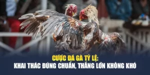 Cược Đá Gà Tỷ Lệ: Khai Thác Đúng Chuẩn, Thắng Lớn Không Khó