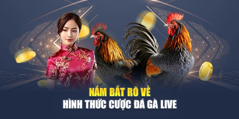 Nắm bắt rõ về hình thức cược đá gà live